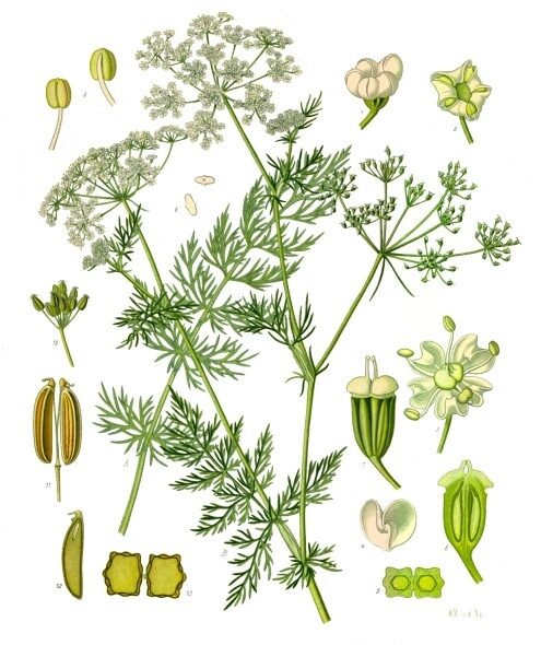 Lámina botánica antigua de la planta de alcaravea: raíz, tallo, hojas finas, umbelas de flores blancas y detalle de la semilla.