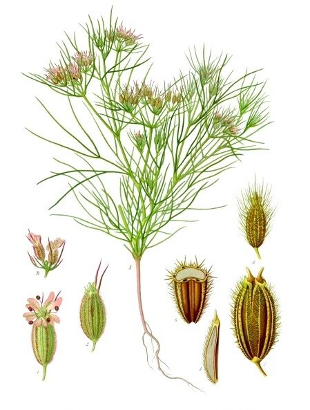 Lámina botánica antigua de la planta de comino: tallo delgado, hojas filiformes, umbelas y detalle de la semilla.